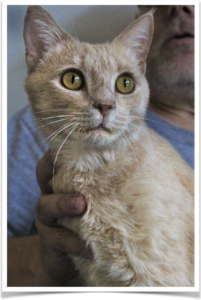 Cream Puff, FIV+, hoping to be adopted soon.