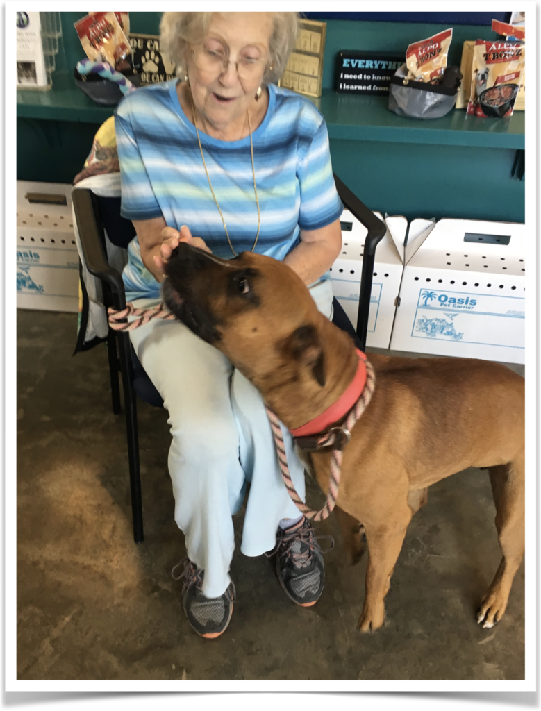 Zeus is house trained, loving, smart and available for adoption at the Aiken County Animal Shelter