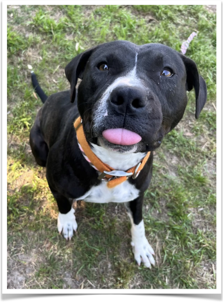 Smokey, a three-year-old black Lab mix, who is medium-sized and super affectionate.