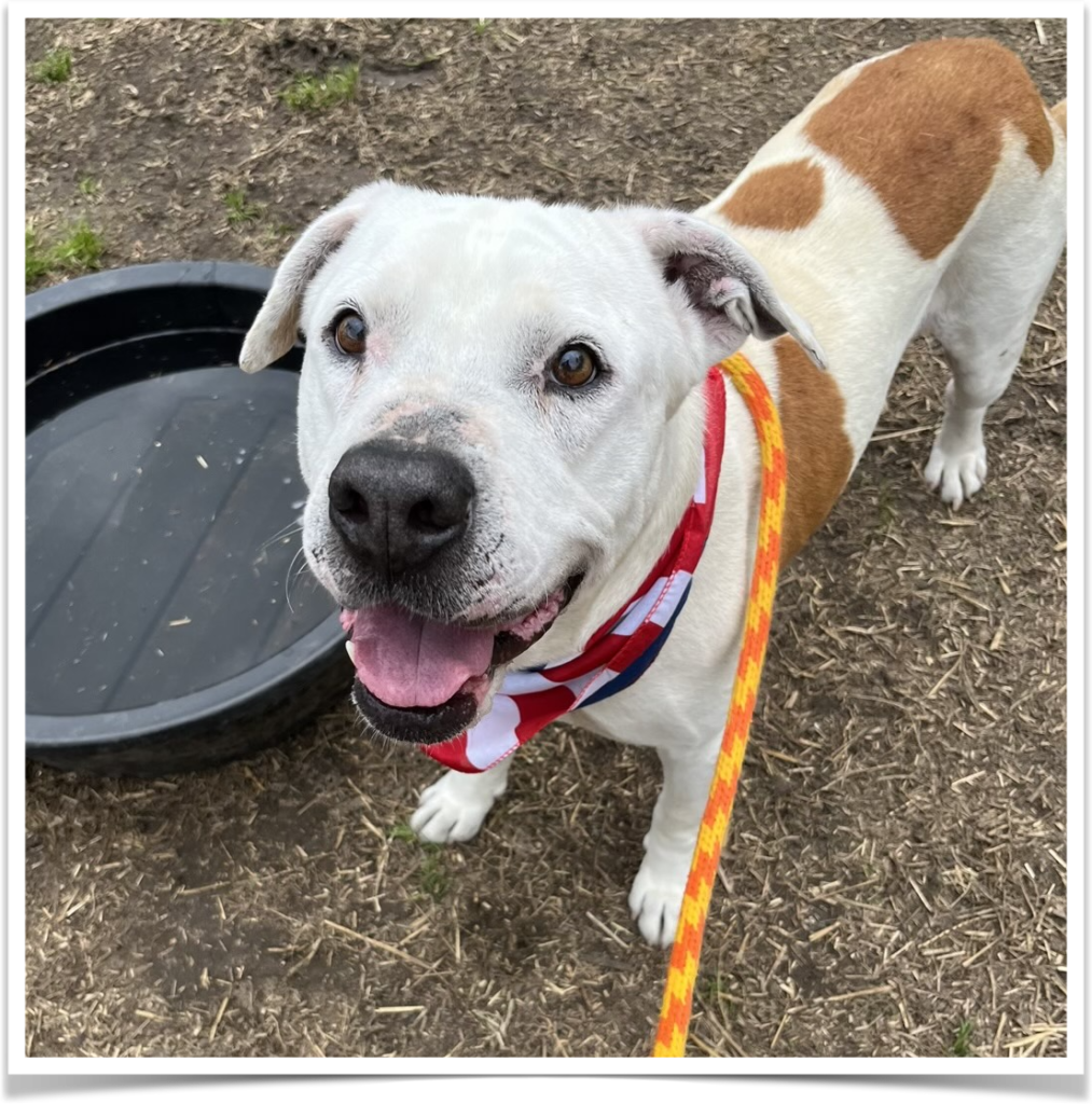 At 73 pounds, Bam Bam is one of the shelter’s larger lap dogs available for adoption at the Aiken County Animal Shelter.