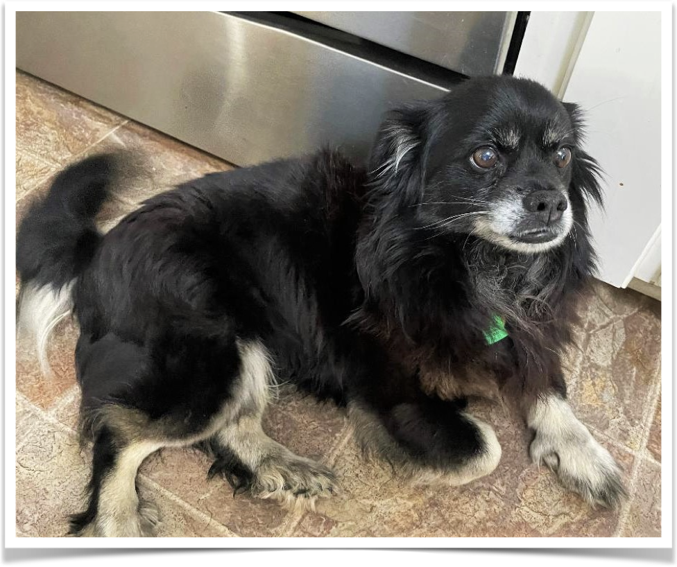 Senior dog Chip is as sweet as they come.