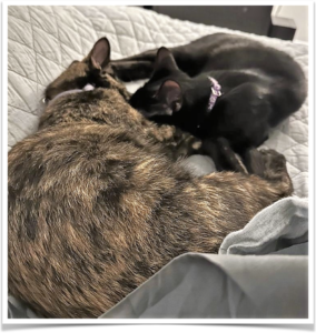 Bonded cats Pearl and Penelope cuddle.