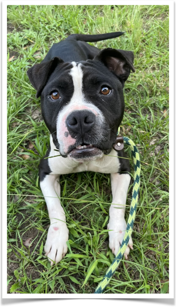 The Aiken County Animal Shelter is urging citizens to keep their pets inside on July 4. Many pets are terrified by fireworks and can panic and run away from home, thinking their lives are in danger. The shelter is currently filled to capacity with strays like Cleo (pictured), so the staff hopes to avoid a high intake of lost pets on July 5.