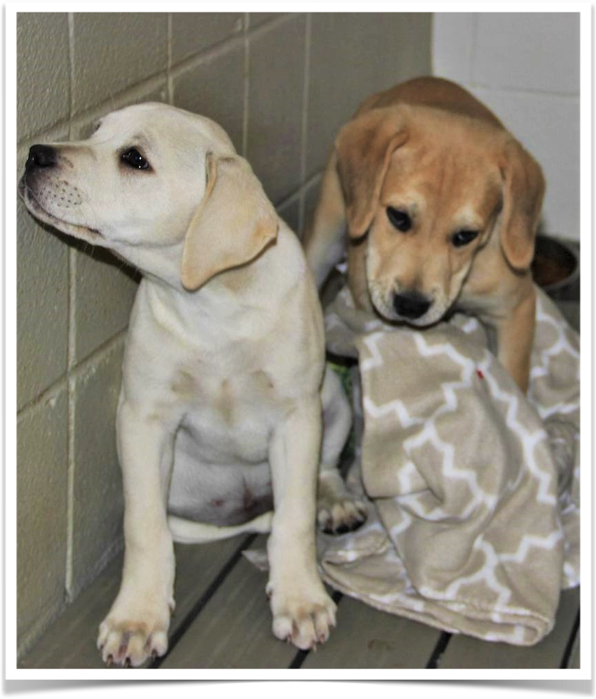 Dogs are doubled up in kennels because of overcrowding.