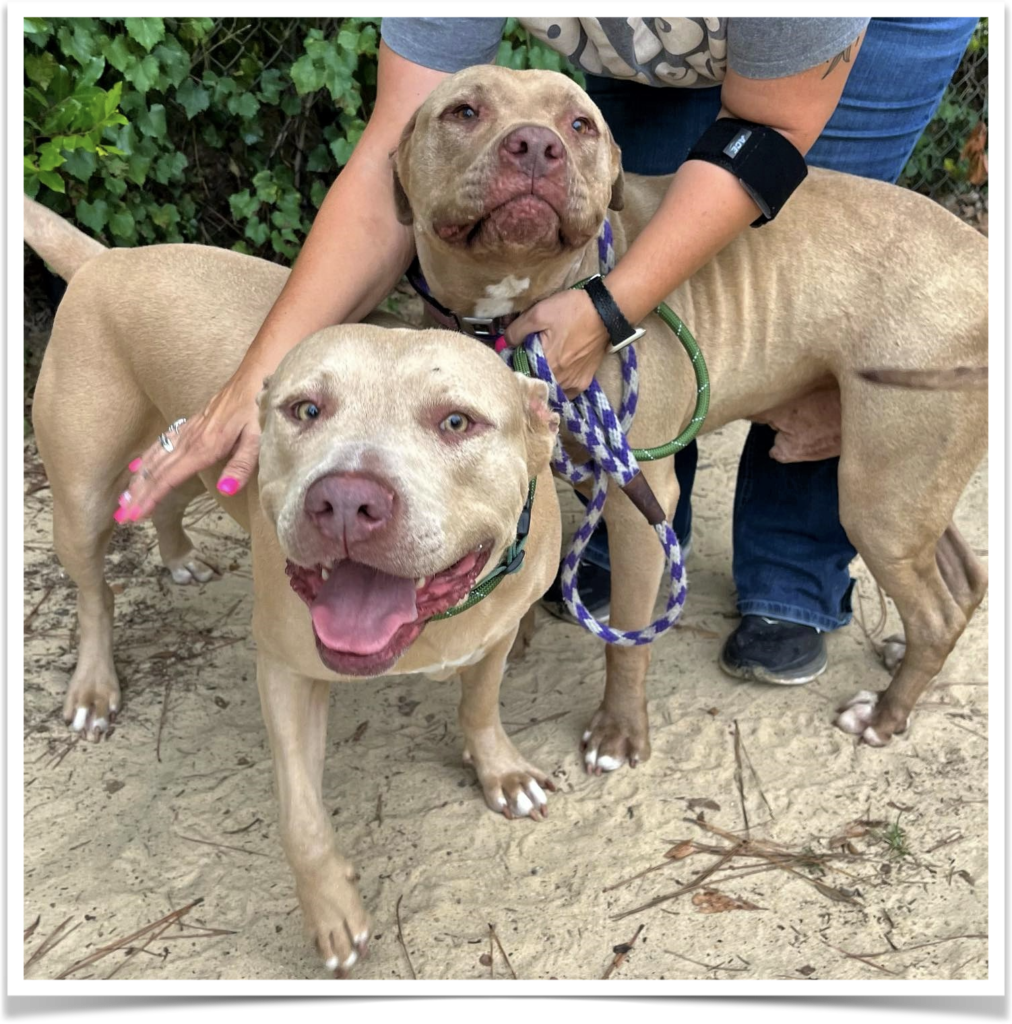 Bonded siblings Darius and Mohana love other dogs.