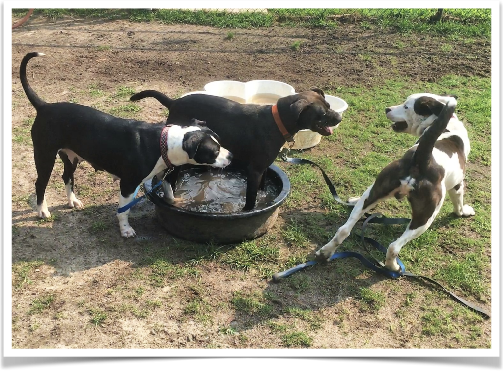 Morning playgroups are helping to make County Shelter dogs more adoptable.