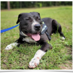 Sweet SMOKEY is the County Shelter’s longest resident.