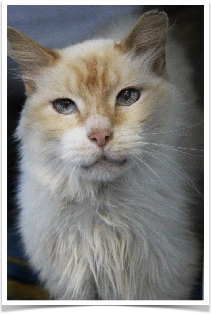 Handsome FIV positive cat WINKLER needs to be an indoor-only pet.