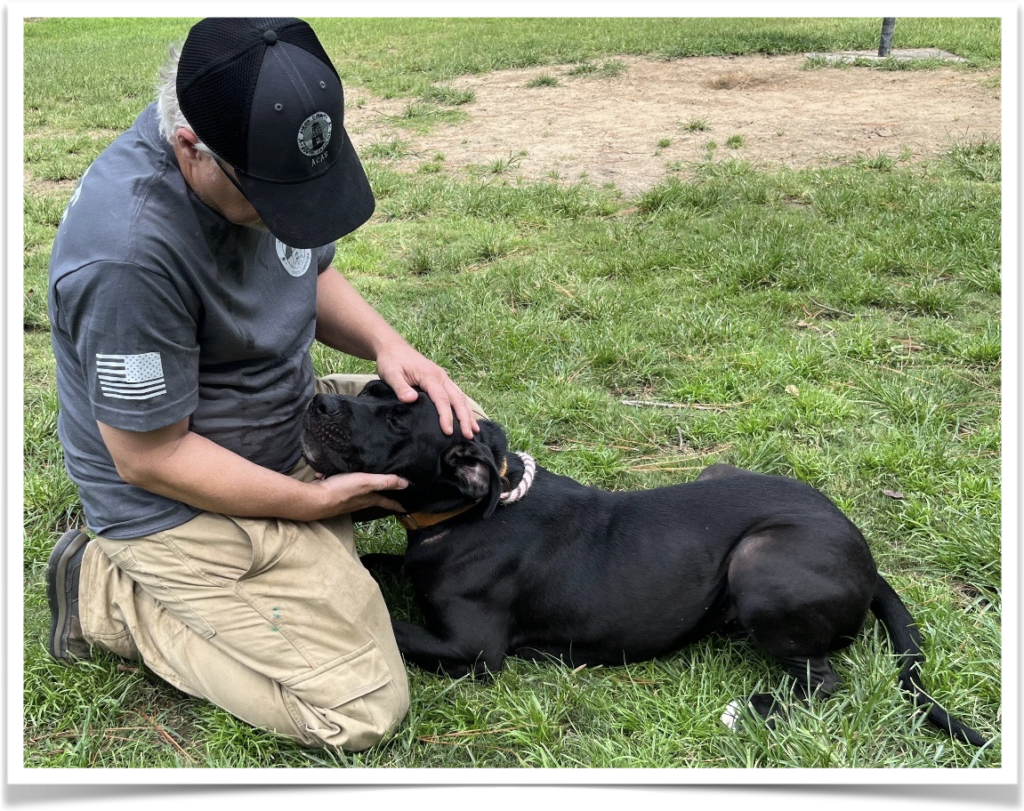 Sweet black Lab mix Onyx is 1-1/2 years old, 90 pounds and wonderful with other dogs. Yet his owners left him behind when they moved away.