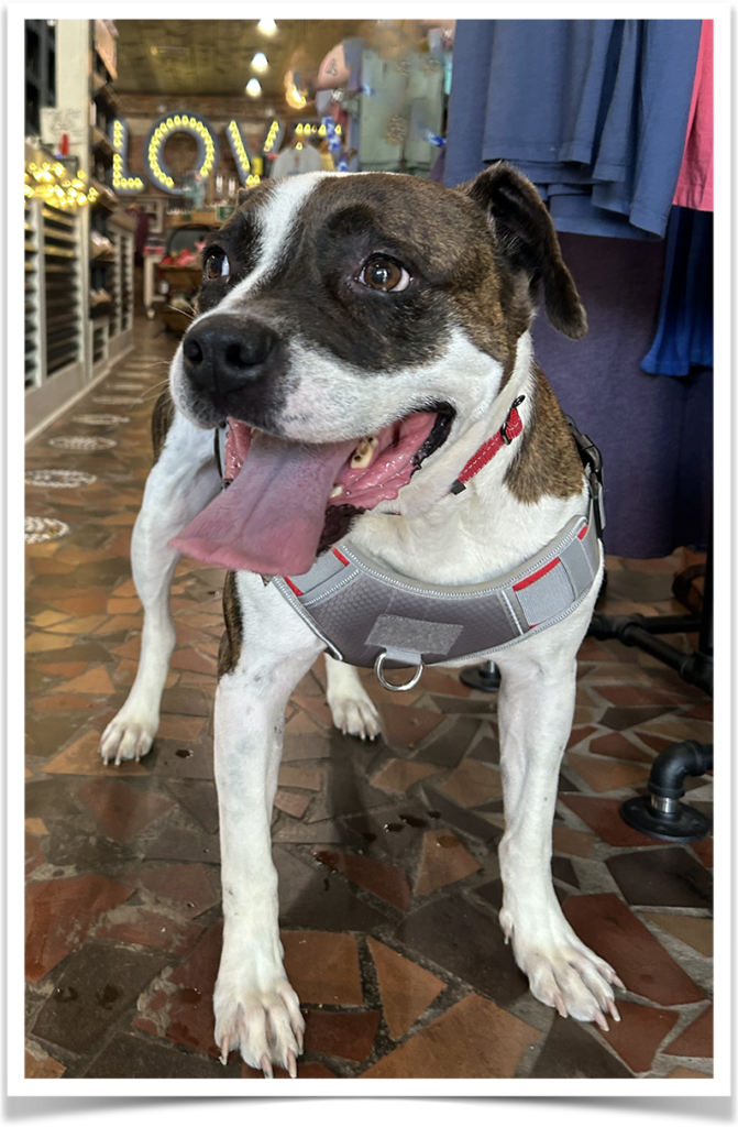 Senior dog Justice arrived at the shelter with an embedded collar – one of the worst cases the shelter vet staff has witnessed.