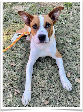 Young Lorenzo is calm, sweet and loves other dogs.