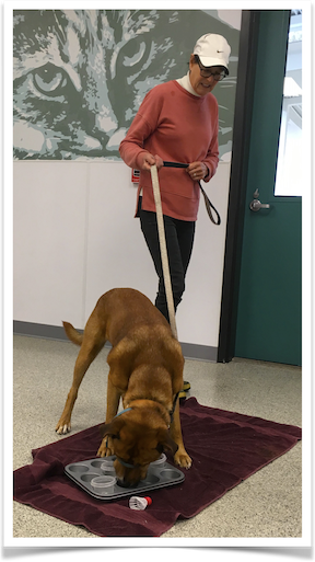 FOTAS Volunteer Malia Koelker works with adoptable dog Whiskey as he figures out a brain game puzzle in SPOT class.