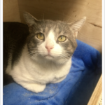 FIV positive cat Tom is hoping to be adopted soon.