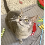 FIV positive cat Yoda is hoping to be adopted soon. 