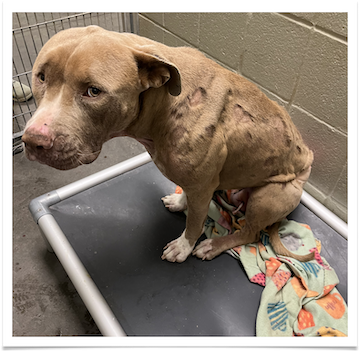 When Fergie arrived at the shelter, her right hind leg had severe nerve damage and her back had what looked like chemical burns.