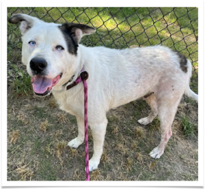 Poor Petey’s back fur is growing back after being ravaged by fleas.