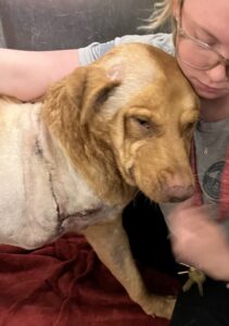Archer was shot numerous times after being abandoned. His right front leg was so damaged, it had to be amputated.