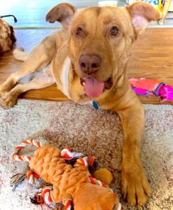 In Archer’s new home, he has feline and canine step siblings.