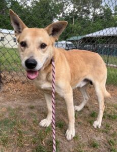 McIlroy is a shy dog waiting to be treated to the life that he deserves.