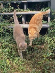 Barn cats are not lovey-dovey, but they’re good hunters. This makes them ideal for adopters looking to rid their property of rodents and other pests.