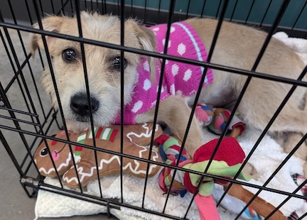 Crating can be a tool for helping with separation anxiety.