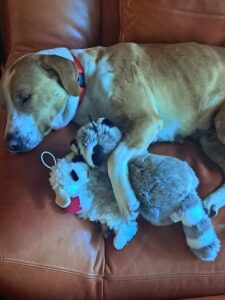 Kali feeling safe and secure in her new home.