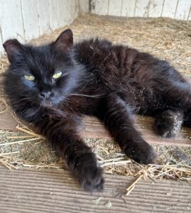 Handsome Midnight lounges in the hay room. The County Animal Shelter’s barn cats are fixed, vaccinated and free to good homes.