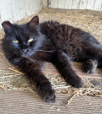 Handsome Midnight lounges in the hay room. The County Animal Shelter’s barn cats are fixed, vaccinated and free to good homes.