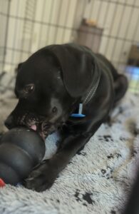 Nitro, a dog that felt more secure in a crate then his shelter kennel, was adopted and now roams free in his new house, but still sees the crate as his “den” and safe place.