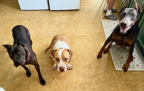 Maya at home with her new canine siblings.