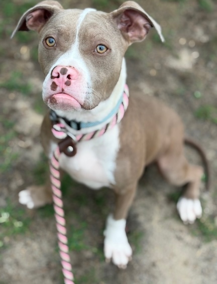 Poor Igby was abandoned, but now he’s healthy, happy and ready to be adopted.