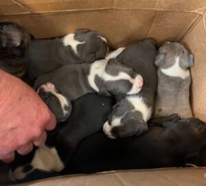 The Aiken County Animal Shelter has taken in litter after litter of puppies this year, and many have been left in boxes on the side of the road.