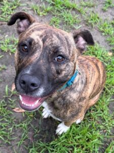 Nine-month-old puppy Penelope was picked up as a stray. This cutie is available for adoption at the County Animal Shelter.