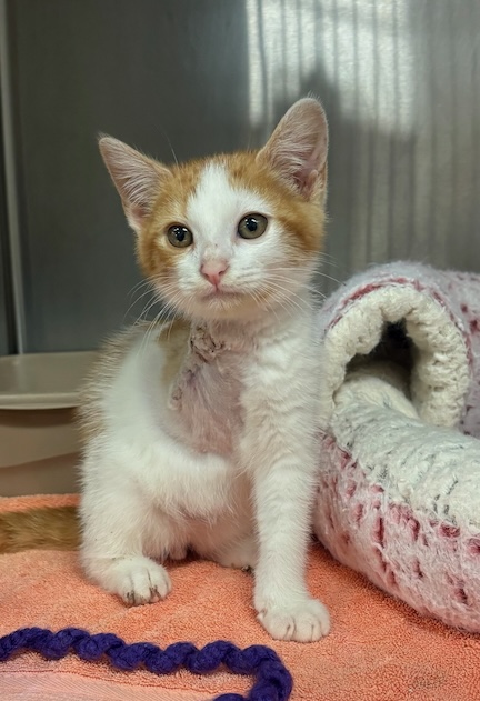 Adorable kitten Marcel has three legs, but he is still a super active boy. So many dogs and cats are getting hit by cars this year because citizens are allowing their pets to wander off their property.