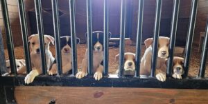 Sarah Berkowitz fosters puppies in one of her horse stalls – easy to clean and a comfortable safe space for the little ones.