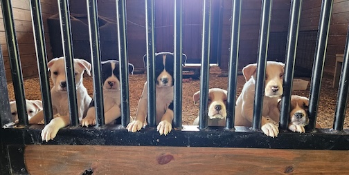 Sarah Berkowitz fosters puppies in one of her horse stalls – easy to clean and a comfortable safe space for the little ones.