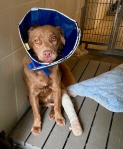 Puppy Tinkerbell is lovely and is expected to be available for adoption soon.