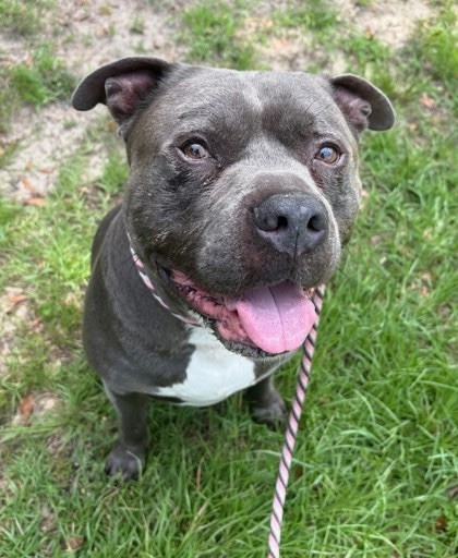 Boo was brought to the shelter on June 6th after his owner passed away.