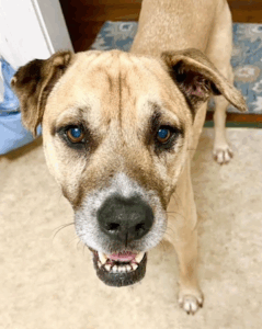 Photo by Christine Harmel, “Monroe’s Breakfast Face”