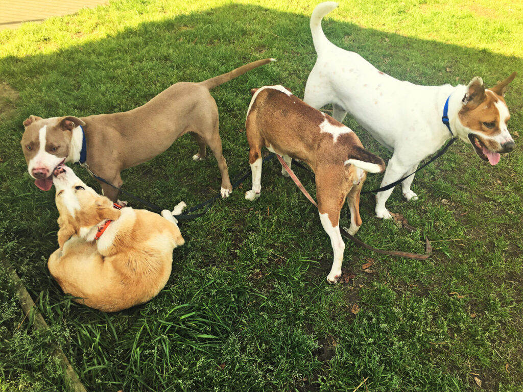 Friends of the Animal Shelter | Aiken, SC