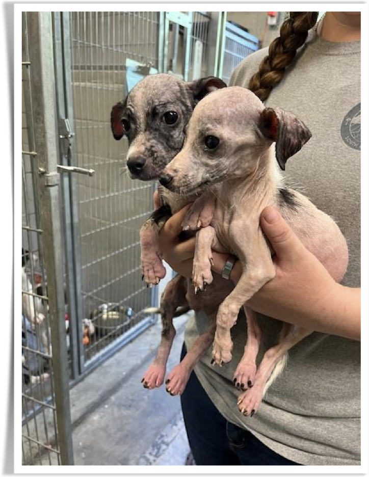 It has been a cruel summer for Aiken County unwanted animals.