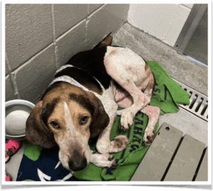 Presley is a sweet boy waiting for his new best friend.