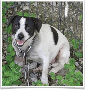 Jada was found with a lock and chain around her neck.