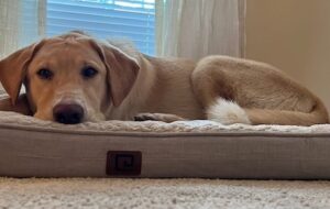 Murphy in his new home.