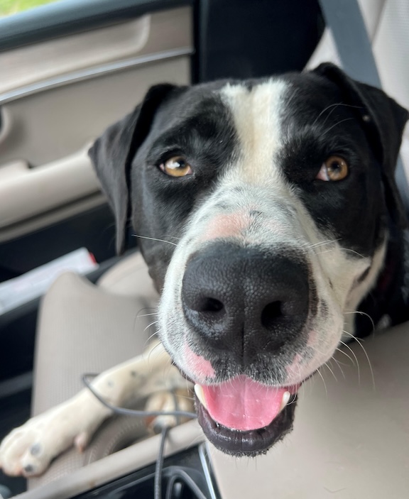 Milo goes for a Doggie Day Out!