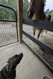 Amber meets a horse friend