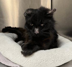 Bethany, a cat on hospice