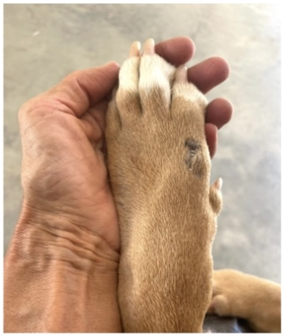 Best friends can be found at the Aiken County Shelter