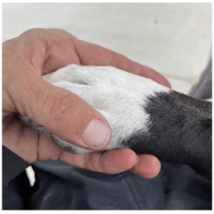 Best friends can be found at the Aiken County Shelter