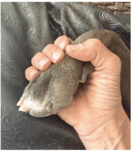 Best friends can be found at the Aiken County Shelter